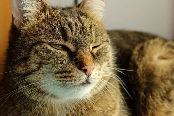 Kesilmiş Tekir Kedisi Tekir Kedi Göz Kırpıyor Hayvanlar Evcil Hayvanlar — Stok fotoğraf