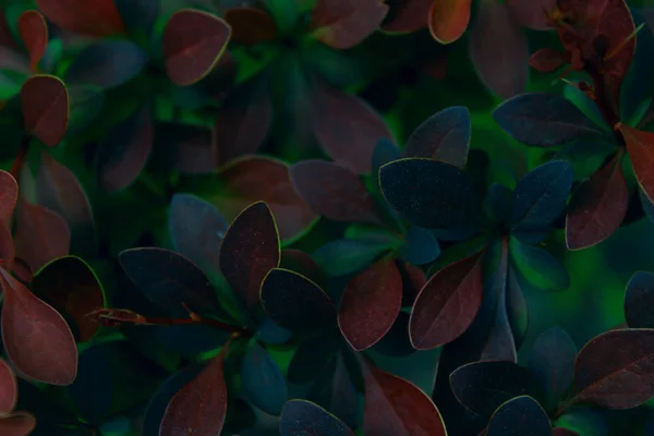 Wazig Beeld Van Donkere Kleurrijke Bladeren Abstracte Natuur Achtergrond Kleurrijke — Stockfoto