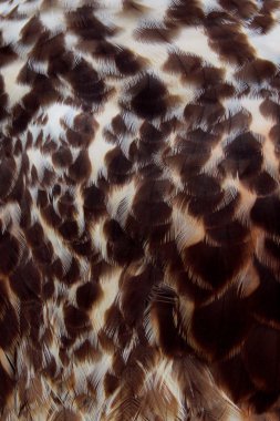 Şahin tüylerinin bulanık görüntüsü. Soyut doku arkaplanı. Vahşi yaşam, kuş konsepti.