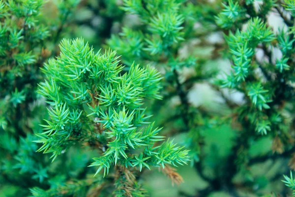 Обрезанный Снимок Декоративного Зеленого Растения Абстрактный Зеленый Природный Фон Большим — стоковое фото