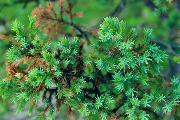 Schnappschuss Einer Dekorativen Grünen Pflanze Abstrakter Grüner Naturhintergrund Mit Viel — Stockfoto