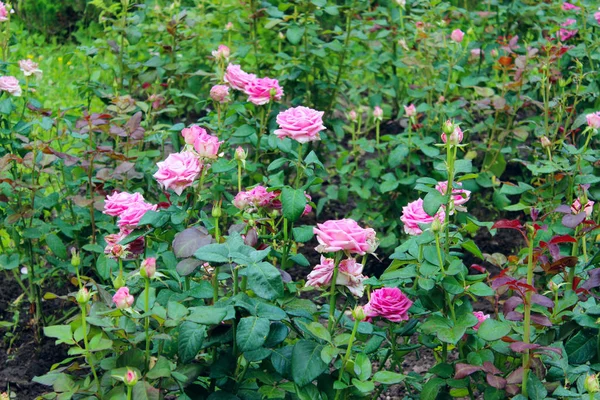 Rosas Rosadas Jardín Fondo Botánico Naturaleza Flores Concepto Jardinería — Foto de Stock