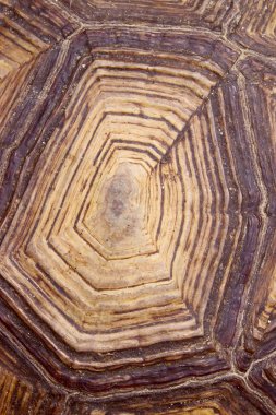 Kaplumbağa Kabuğunun Bulanık Deseni. Kırpılmış Kaplumbağa Kabuğu Fotoğrafı. Bulanık Soyut Doğa Arka Plan Doku.