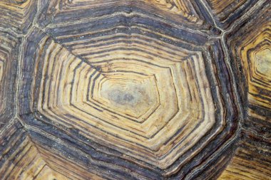 Kaplumbağa Kabuğunun Bulanık Deseni. Kırpılmış Kaplumbağa Kabuğu Fotoğrafı. Bulanık Soyut Doğa Arka Plan Doku.