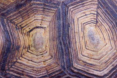 Kaplumbağa Kabuğunun Bulanık Deseni. Kırpılmış Kaplumbağa Kabuğu Fotoğrafı. Bulanık Soyut Doğa Arka Plan Doku.