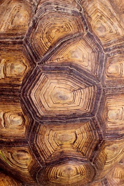 Blurred Pattern Of Tortoise Shell. Cropped Shot Of Tortoise Shell. Blurred Abstract Nature Background Texture.