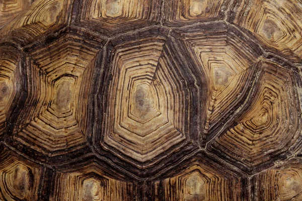 Θολό Μοτίβο Του Κελύφους Της Χελώνας Κομμένη Βολή Από Κέλυφος — Φωτογραφία Αρχείου