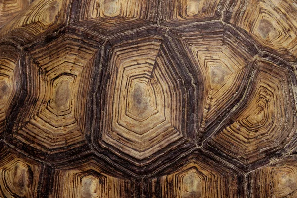 Blurred Pattern Of Tortoise Shell. Cropped Shot Of Tortoise Shell. Blurred Abstract Nature Background Texture.