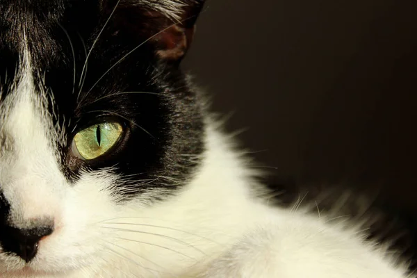 Τραβηγμένο Πλάνο Του Σμόκιν Γάτα Κοιτάζοντας Προς Την Κάμερα Ζώα — Φωτογραφία Αρχείου
