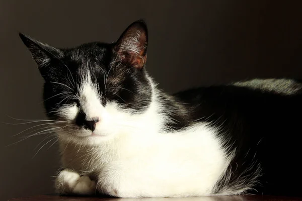 Roztomilá Kočka Spí Uvnitř Zvířata Pojetí Domácích Zvířat Tuxedo Kočka — Stock fotografie
