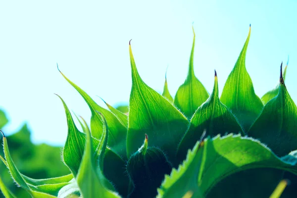 Cropped Shot Sunflower Green Leaves Sunflower Abstract Nature Background Space — Stock Photo, Image