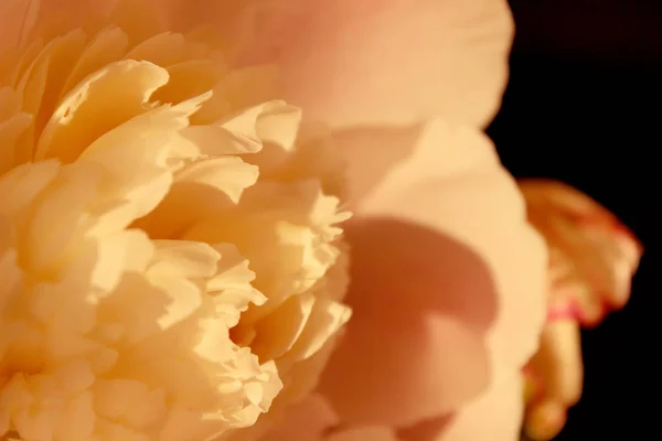 Pembe Şakayık Çiçek Dokusunun Bulanık Görüntüsü Çiçek Yakın Bulanık Çekim — Stok fotoğraf