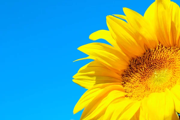 Cropped shot of sunflower over blue sky background. Abstract nature background, copy space for text.