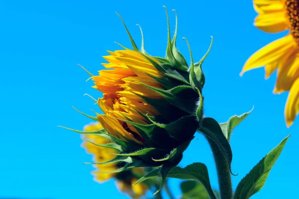 Horizontales Bild Der Sonnenblume Über Blauem Himmel Hintergrund Abstrakte Bunte — Stockfoto