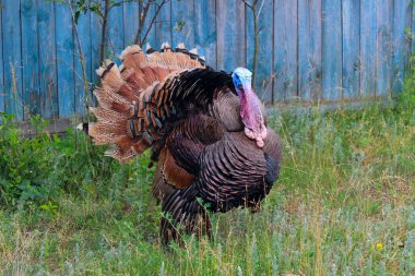 Hindi erkek portresi ya da gobbler. Yeşil çim arka planda hindi erkek veya gobbler yakın plan. Çiftlikte hindi ya da Gobbler vurmuşlar. Çiftlik Arkaplanı.