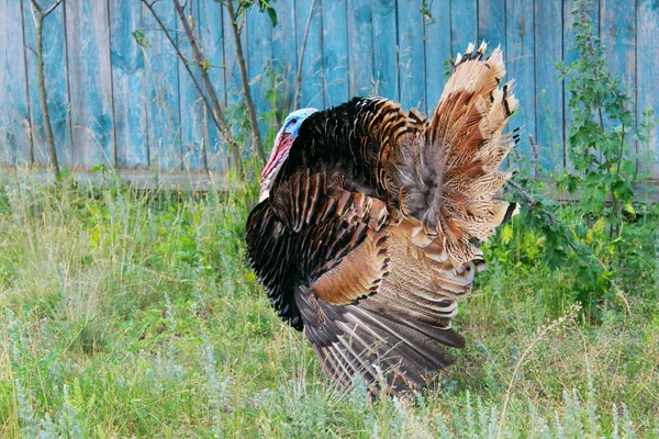 Portrét Krůtího Muže Nebo Hltavce Krůtí Samec Nebo Hltavec Detailně — Stock fotografie