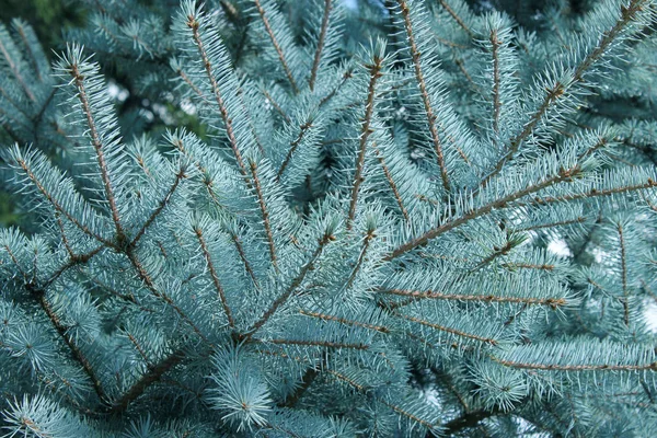 Beskurna Skott Tall Gren Abstrakt Natur Bakgrund Träd Natur Jul — Stockfoto