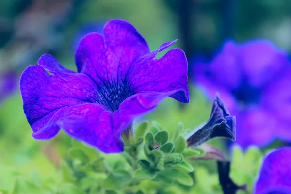 Suddig Bild Blå Blomma Abstrakt Färgstark Natur Bakgrund Närbild — Stockfoto