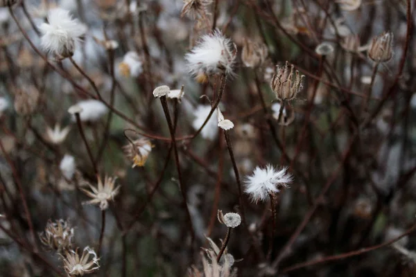 Rozmazaný Obraz Bílých Nadýchaných Květin Suché Květiny Pozadí Podzim Přírodní — Stock fotografie