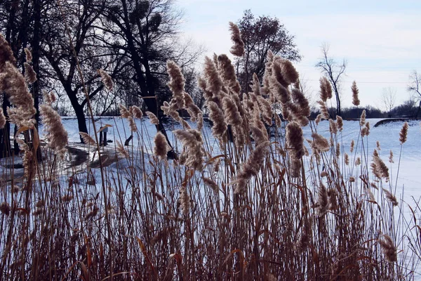 Linda Paisagem Inverno Pântano Grama Inverno Natureza Pântano — Fotografia de Stock