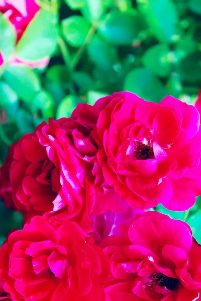 Размытое Изображение Красивых Красных Роз Красные Цветы Фон Природа Ботанический — стоковое фото