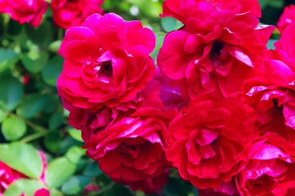 Suddig Bild Vackra Röda Rosor Röda Blommor Bakgrund Natur Botanisk — Stockfoto