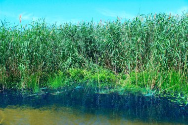 Bir göl ve çimen kırıntısı. Peyzaj arka planı. Doğa, seyahat, manzara konsepti..