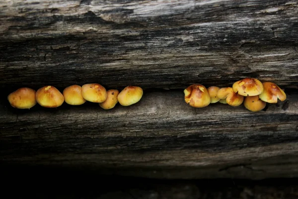 Cogumelos Uma Árvore Fundo Madeira Abstrato Tiro Cortado Uma Árvore — Fotografia de Stock