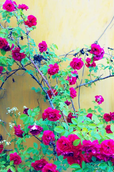 Suddig Bild Vackra Röda Rosor Röda Blommor Bakgrund Natur Botanisk — Stockfoto