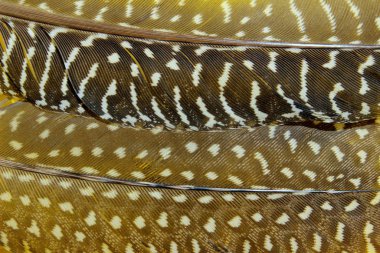 Bulanık Soyut Doğa Doku Arka Plan. Bulanık Görüntü Tüyler doku, Yakın Çekim. Kuş Tüyleri Renkli Desen.