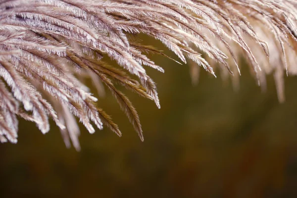 Verschwommenes Bild Von Flauschigen Federn Auf Glänzendem Hintergrund Abstrakte Natur — Stockfoto