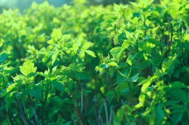 Açık havada yeşil yaprakların bulanık görüntüsü, kırpılmış görüntü. Soyut doğa arkaplanı. 