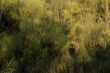 Bataklığın bulanık görüntüsü, kırpılmış atış. Soyut doğa arkaplanı.