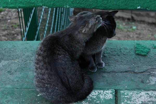 Kóbor Macskák Szabadban Állatok Háziállatok Állatok Napi Koncepció Két Szürke — Stock Fotó