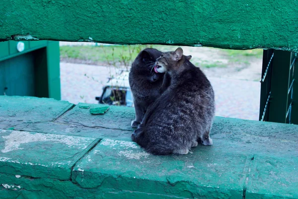 在户外放猫 动物日概念 外面两只灰猫 — 图库照片