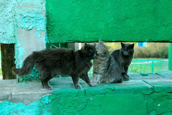 Tre Gatti All Aperto Gatti Grigi Sfondo Recinzione Verde — Foto Stock
