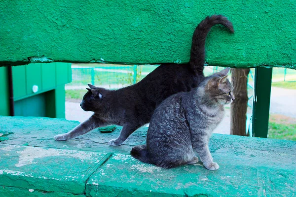 Stray Cats Outdoors Animals Pets Animals Day Concept Two Gray — Stockfoto