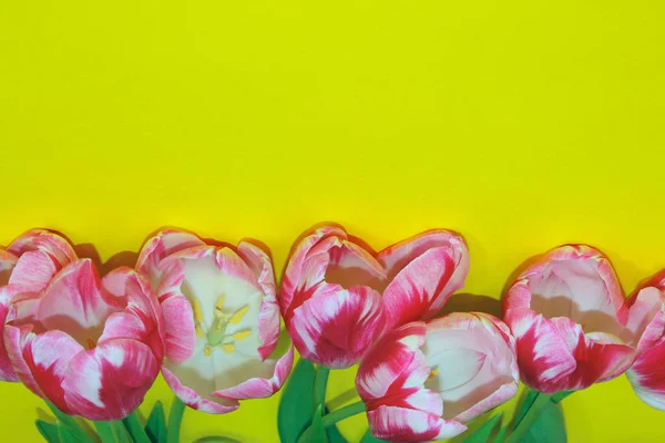 Sarı Duvar Zemininde Pembe Laleler Sarı Arkaplan Üzerinde Renkli Çiçekler — Stok fotoğraf