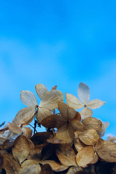 Verticale Afbeelding Van Gedroogde Hortensia Bloemen Tegen Een Blauwe Lucht — Stockfoto