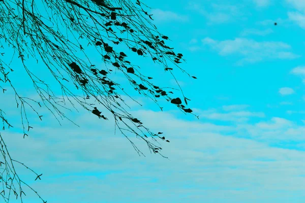 Wazige Abstracte Natuur Achtergrond Gekropte Foto Van Boom Boven Blauwe — Stockfoto