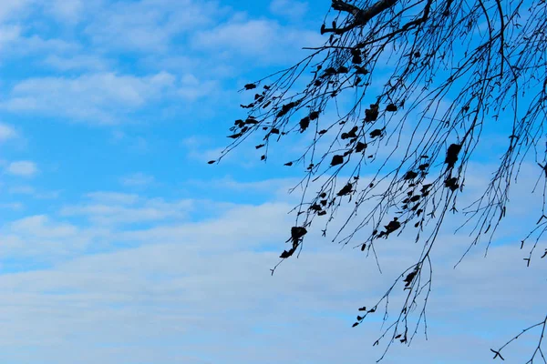 Bulanık Soyut Doğa Arka Planı Mavi Gökyüzü Arka Planında Kesilmiş — Stok fotoğraf