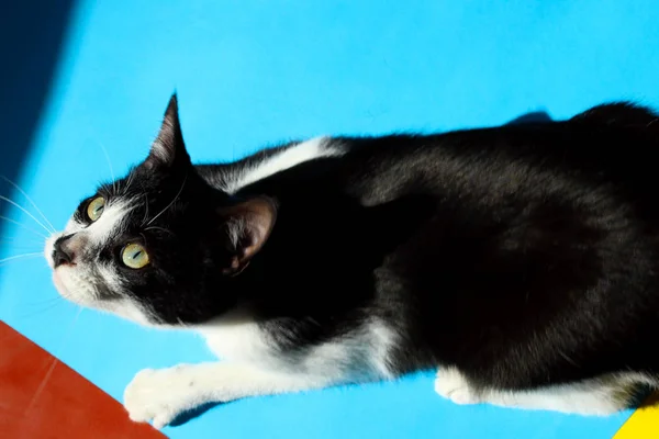 Mascotas Concepto Animales Vista Superior Jugar Esmoquin Gato Gato Negro — Foto de Stock