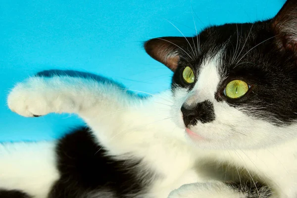 Τραβηγμένη Φωτογραφία Μιας Γάτας Σμόκιν Πάνω Από Μπλε Φόντο Αστεία — Φωτογραφία Αρχείου