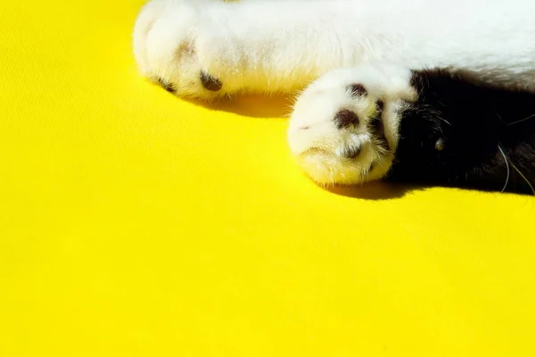 Two Cat`s Paws on Yellow Background. Cat`s Paw over colorful background. Pets, animals concept.