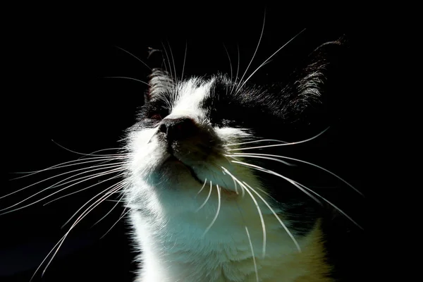 Gehakt Van Een Tuxedo Cat Cat Muilkorf Sluiten — Stockfoto