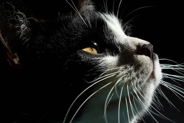 Beskuren Skott Tuxedo Katt Kattmynning Närbild — Stockfoto