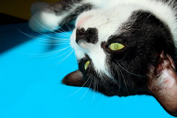 Beskuren Bild Smoking Katt Liggande Över Blå Bakgrund Rolig Svart — Stockfoto