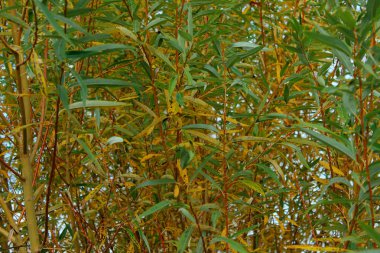 Sarı-yeşil yaprakların bulanık görüntüsü. Renkli yaprakların renkli arkaplanı.