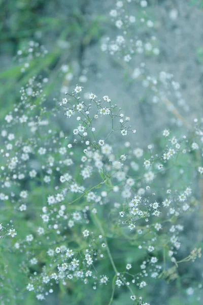 Begraven Afbeelding Van Witte Kleine Bloemen Gras Achtergrond Abstract Natuur — Stockfoto