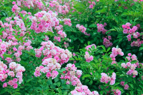 Vackra Rosor Trädgården Abstrakt Natur Bakgrund Rosa Rosor Utomhus — Stockfoto